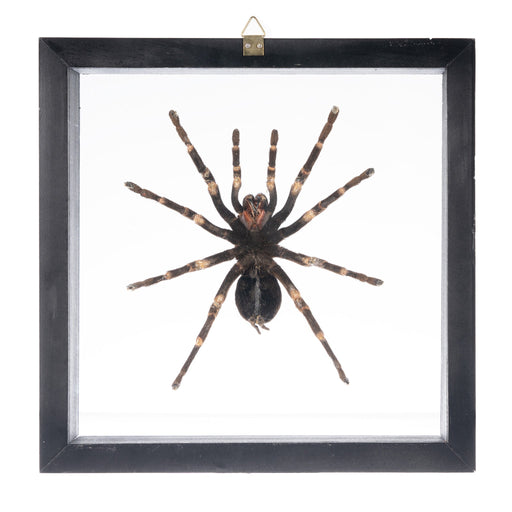 Real Tarantula in Black Frame