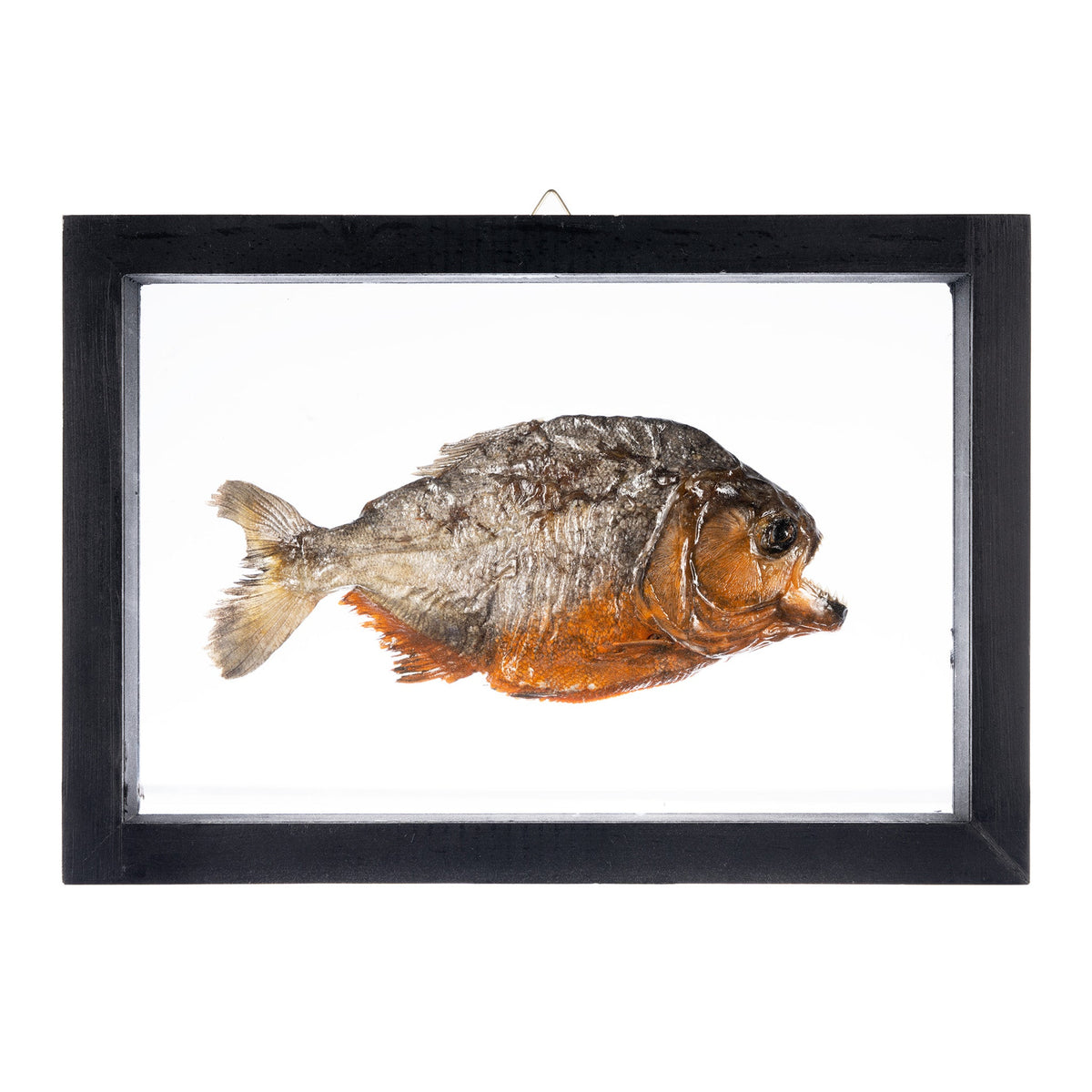 Real Piranha in Black Frame For Sale — Skulls Unlimited