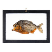 Real Piranha in Black Frame