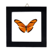 Real Butterfly in Black Frame - Single