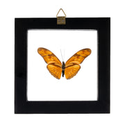 Real Butterfly in Black Frame - Single