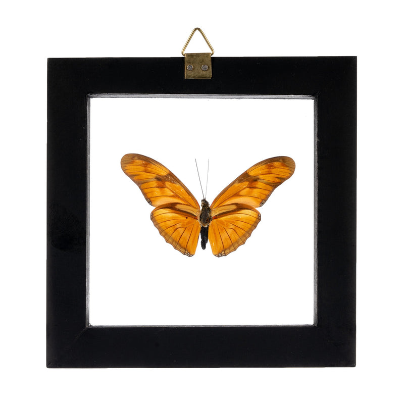 Real Butterfly in Black Frame - Single