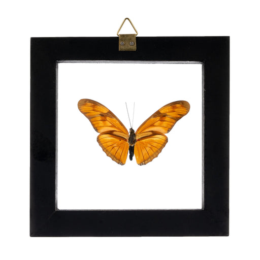 Real Butterfly in Black Frame - Single