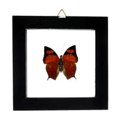 Real Butterfly in Black Frame - Single