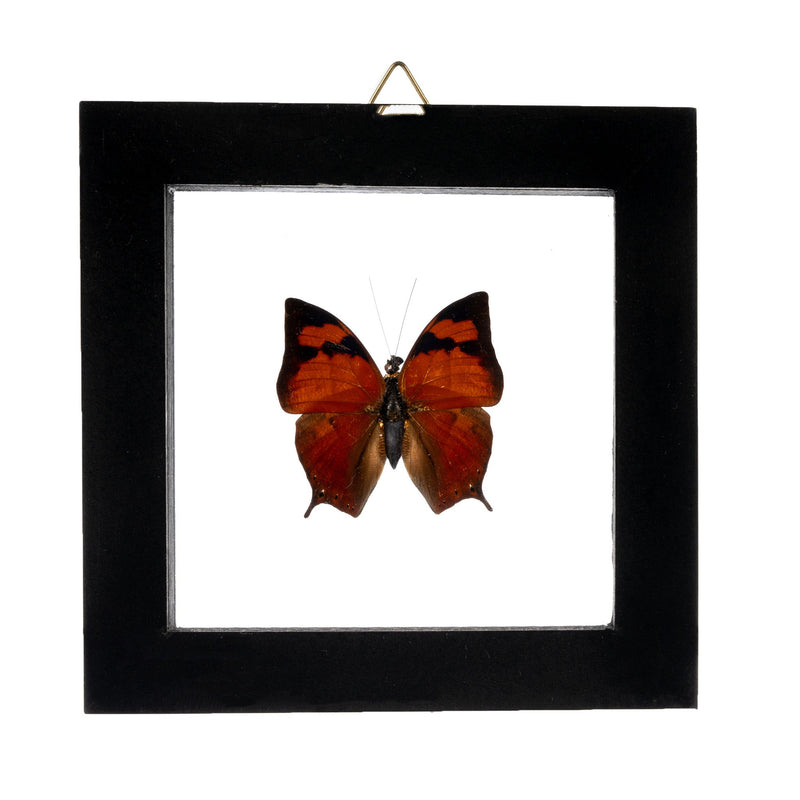 Real Butterfly in Black Frame - Single