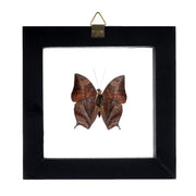 Real Butterfly in Black Frame - Single