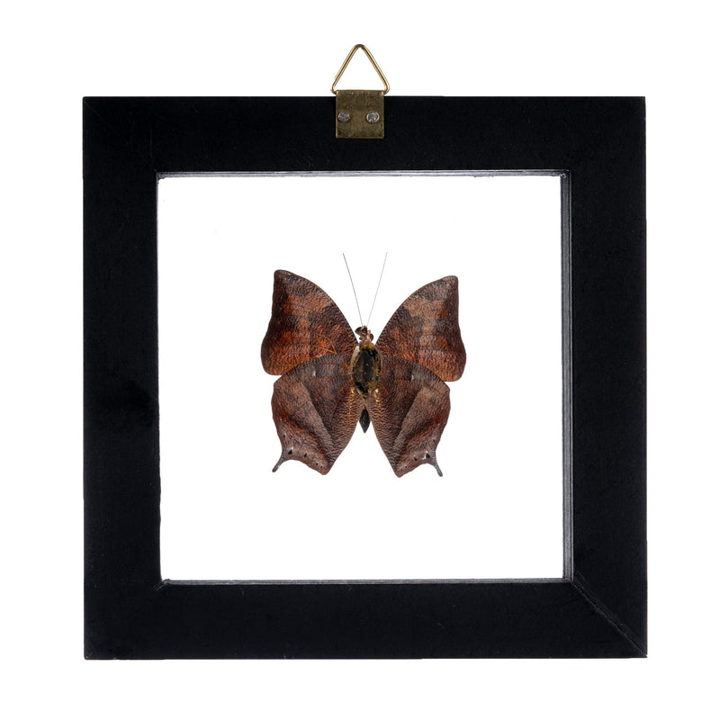 Real Butterfly in Black Frame - Single