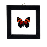 Real Butterfly in Black Frame - Single