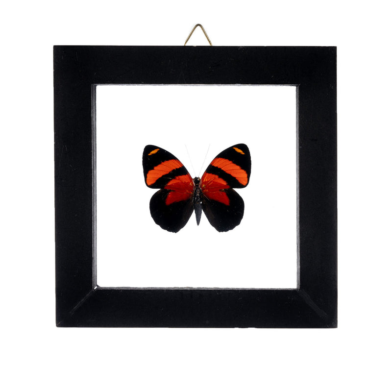 Real Butterfly in Black Frame - Single