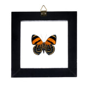 Real Butterfly in Black Frame - Single