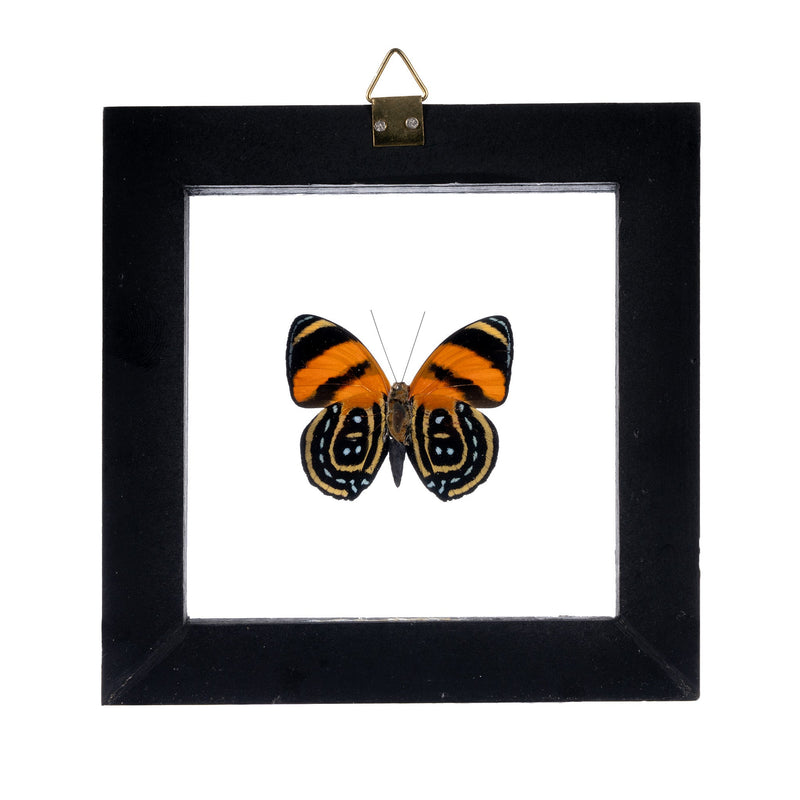 Real Butterfly in Black Frame - Single