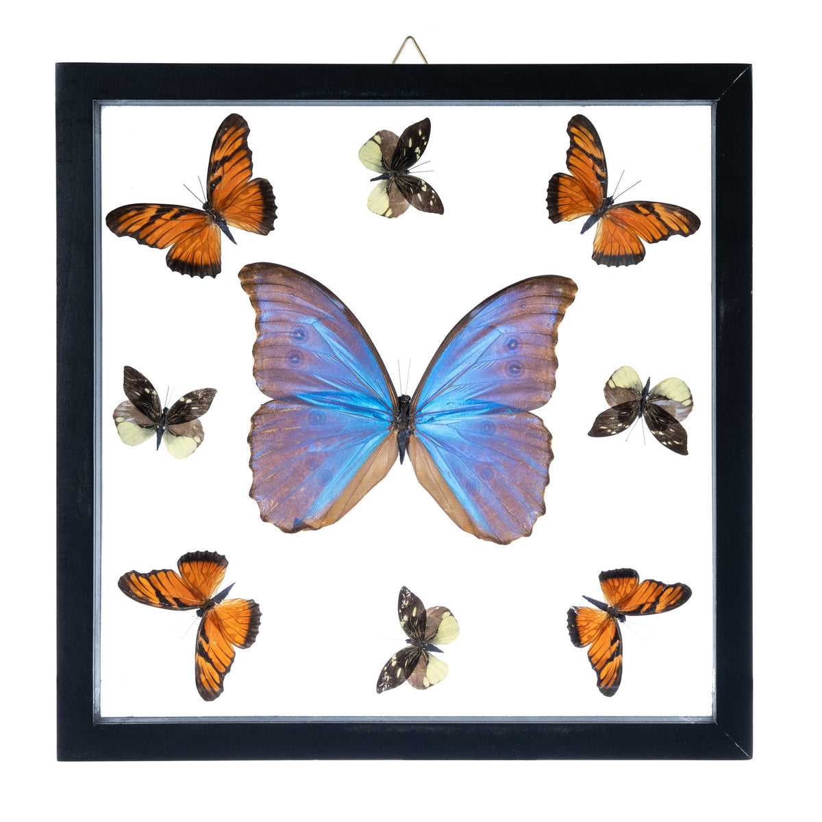 Real Butterflies in Black Frame Set of 9 — Skulls Unlimited International, Inc.