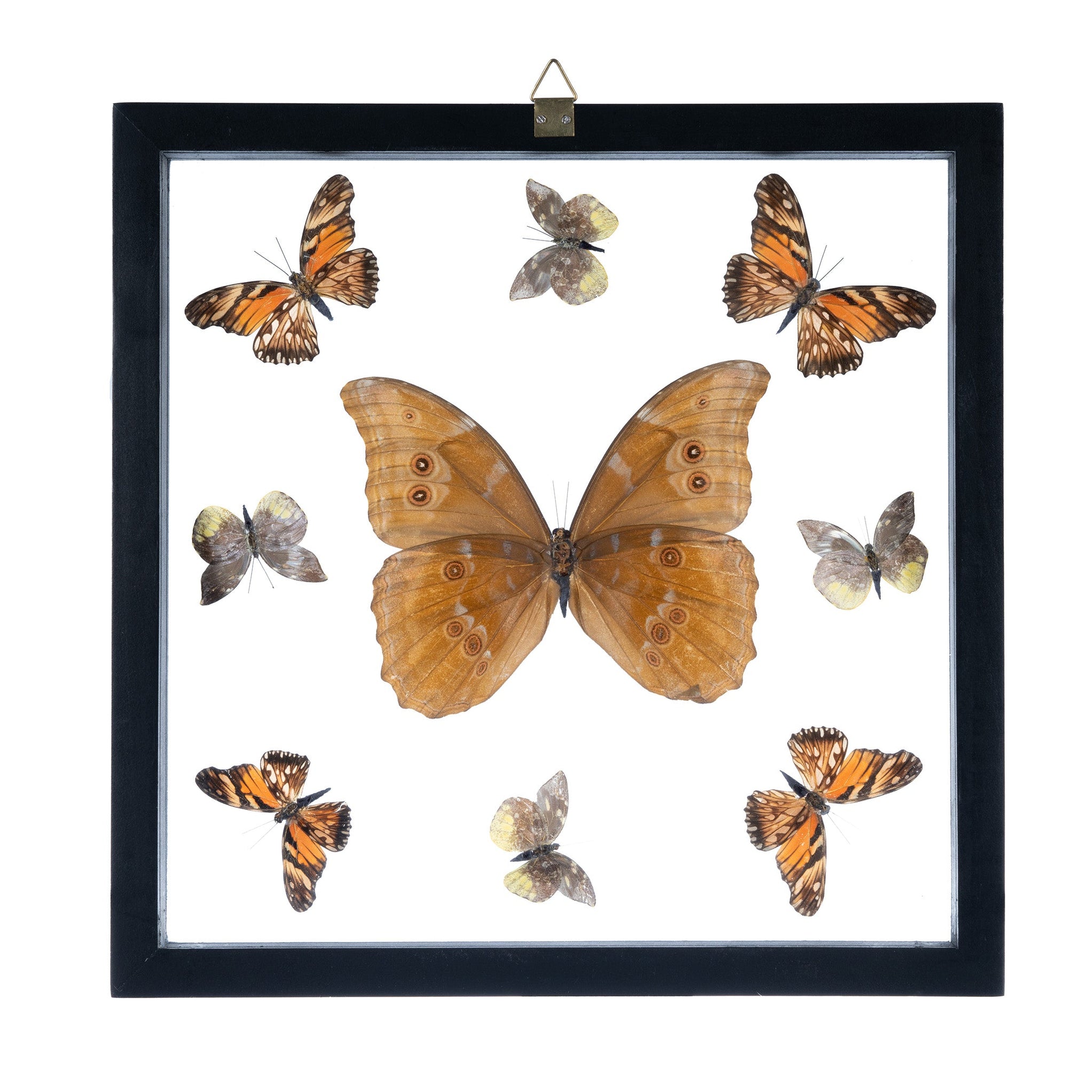 Real Butterflies In A Frame