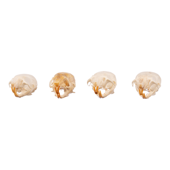 Real Mouse Skull Set