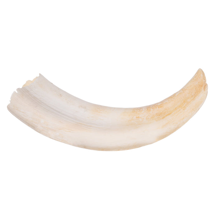 Real Warthog Tusk