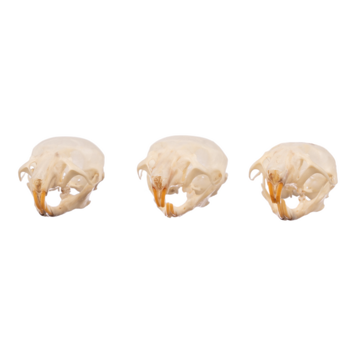 Real Mouse Skull Set