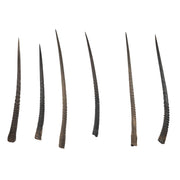 Real Gemsbok Horn - Single