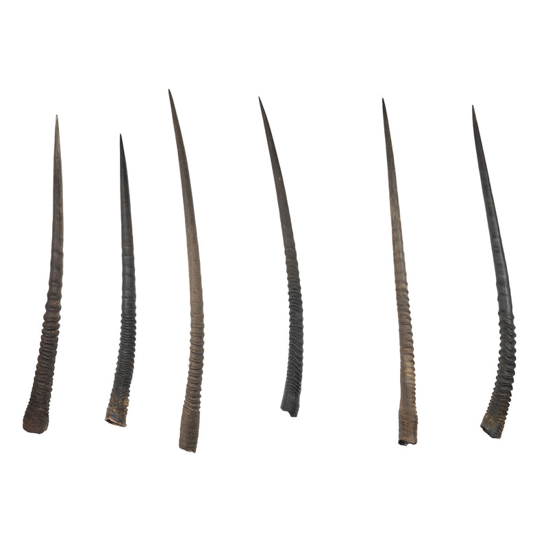 Real Gemsbok Horn - Single