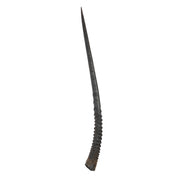 Real Gemsbok Horn - Single