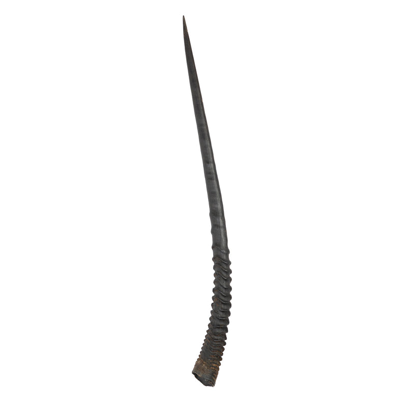 Real Gemsbok Horn - Single