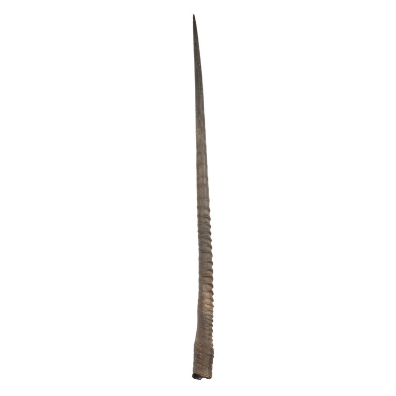 Real Gemsbok Horn - Single