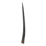 Real Gemsbok Horn - Single