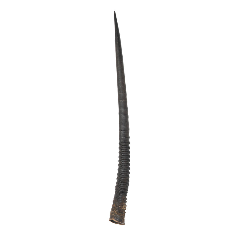 Real Gemsbok Horn - Single
