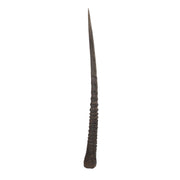Real Gemsbok Horn - Single