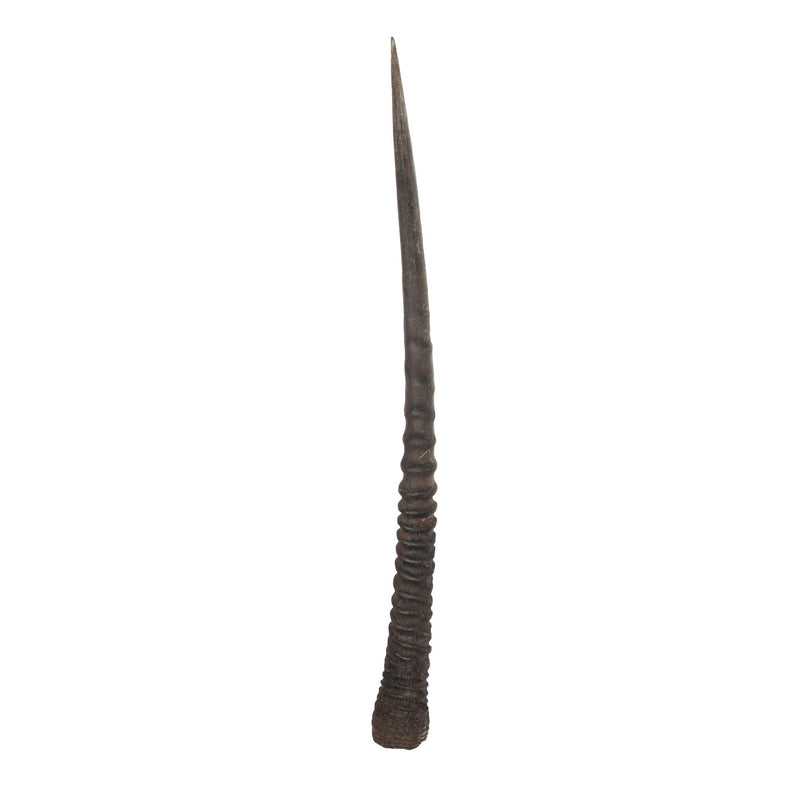 Real Gemsbok Horn - Single