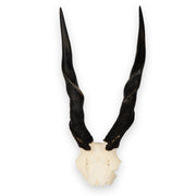 Real Eland Skull Plate