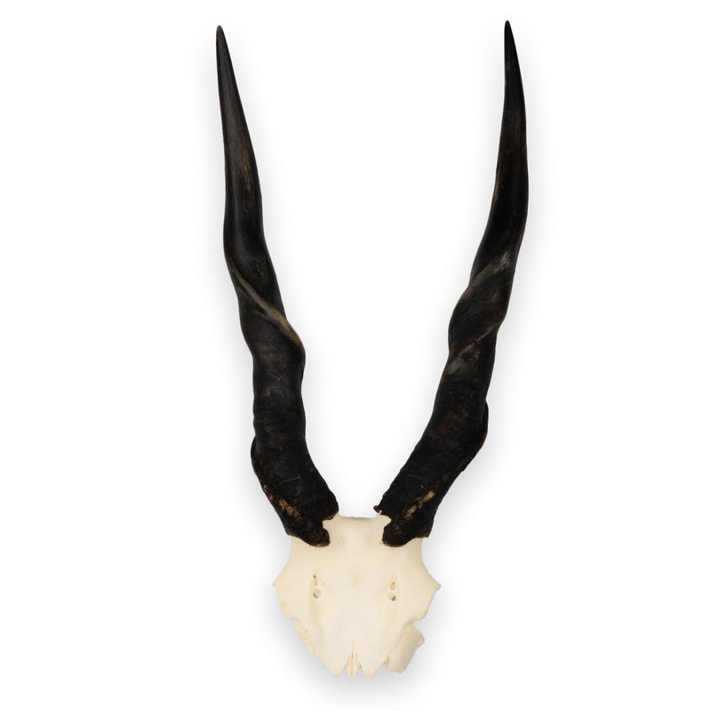 Real Eland Skull Plate