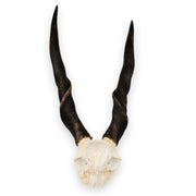 Real Eland Skull Plate