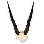 Real Eland Skull Plate
