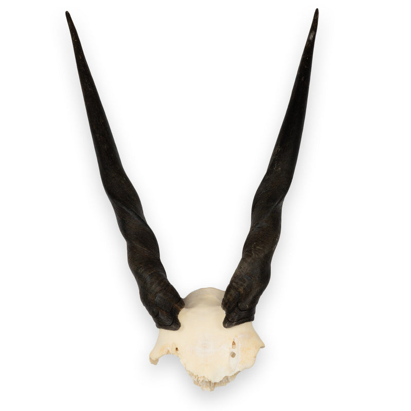 Real Eland Skull Plate