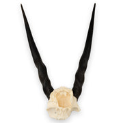 Real Eland Skull Plate