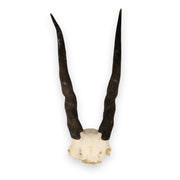 Real Eland Skull Plate