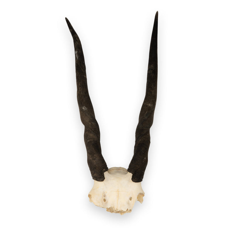 Real Eland Skull Plate