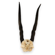 Real Eland Skull Plate