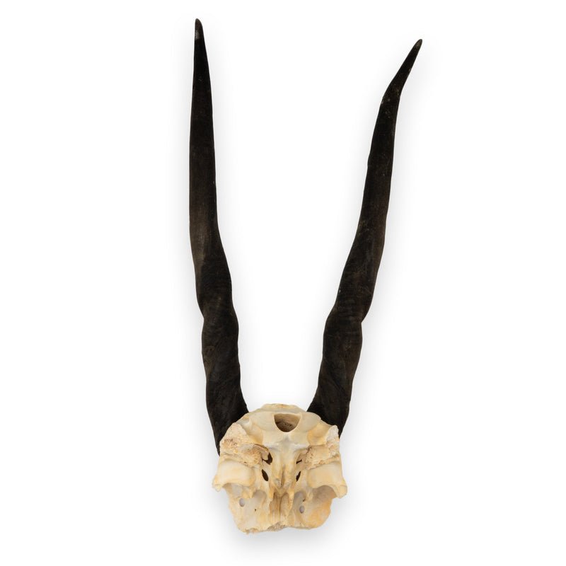 Real Eland Skull Plate