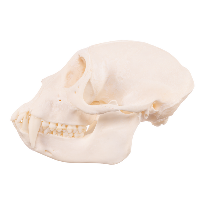 Real Mona Monkey Skull JJV-29519
