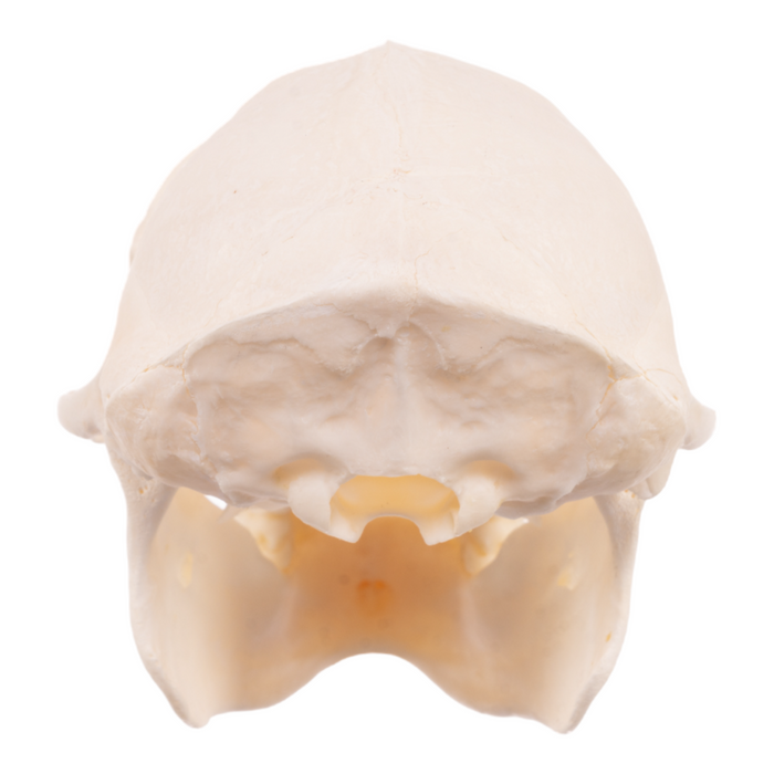 Real Mona Monkey Skull JJV-29519