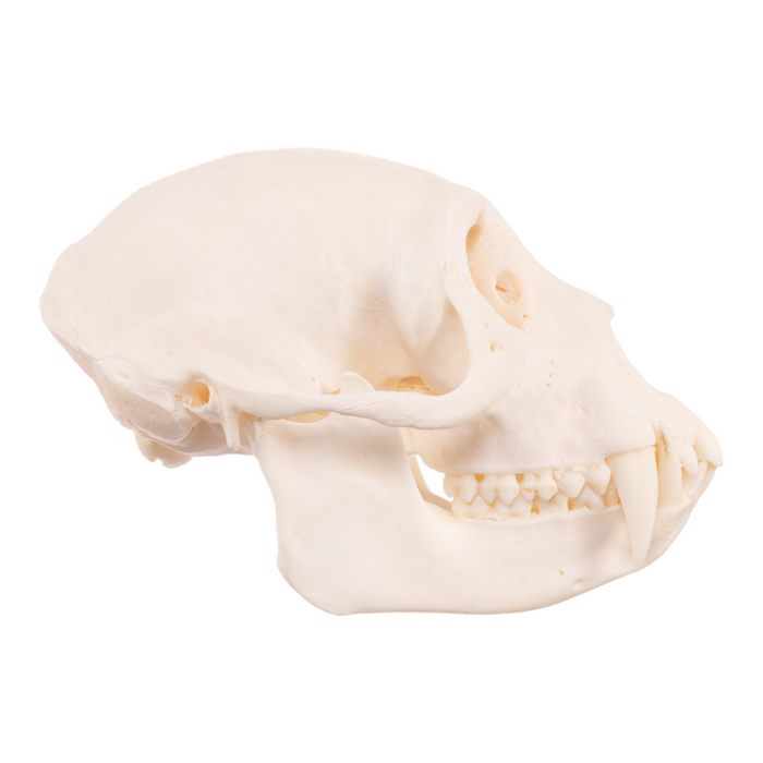 Real Mona Monkey Skull JJV-29519