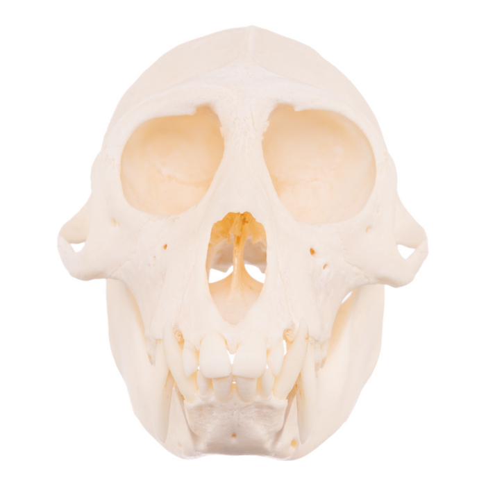 Real Mona Monkey Skull JJV-29519
