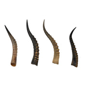 Real Blesbok Horn - Single