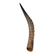 Real Blesbok Horn - Single