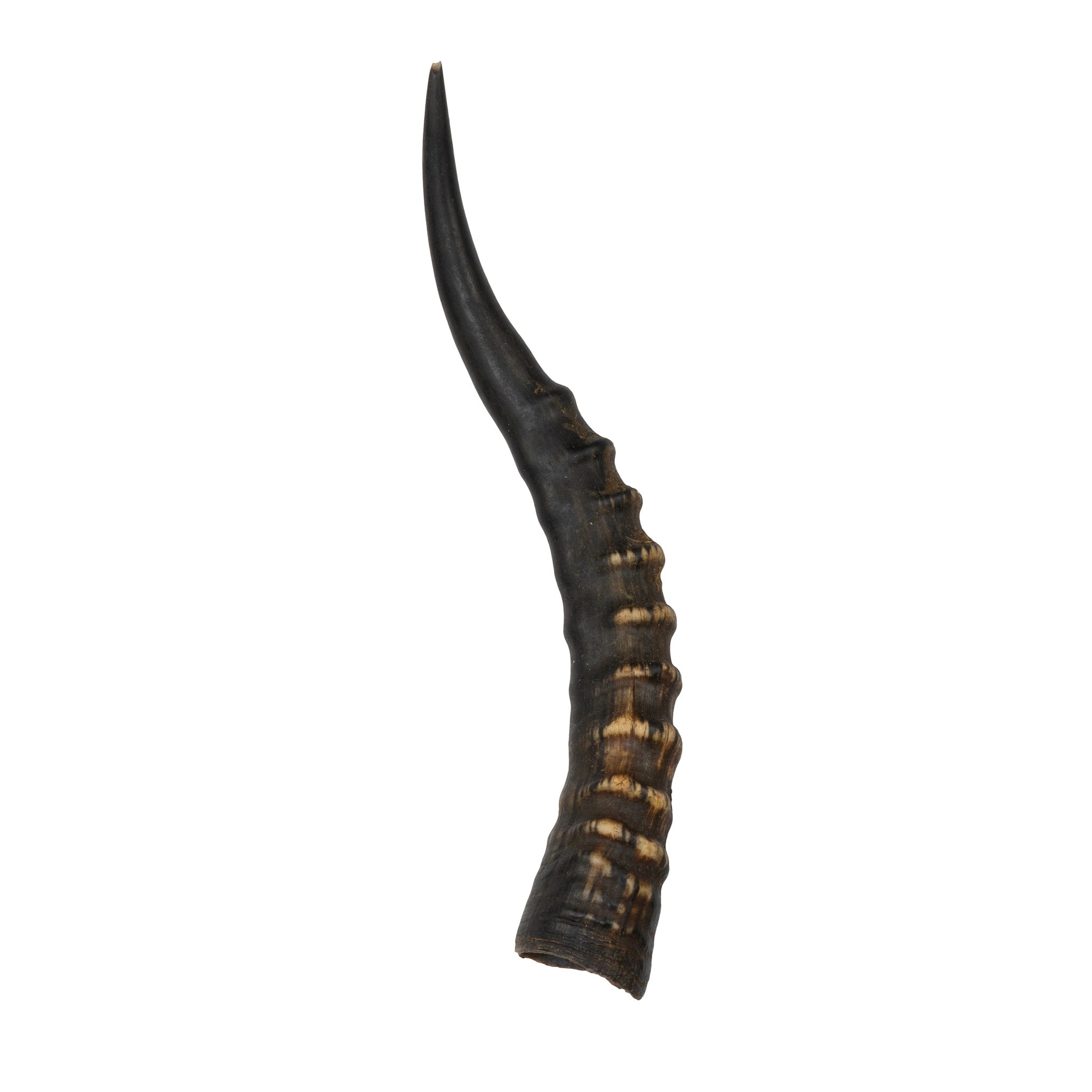 Real Blesbok Horn For Sale — Skulls Unlimited International, Inc.