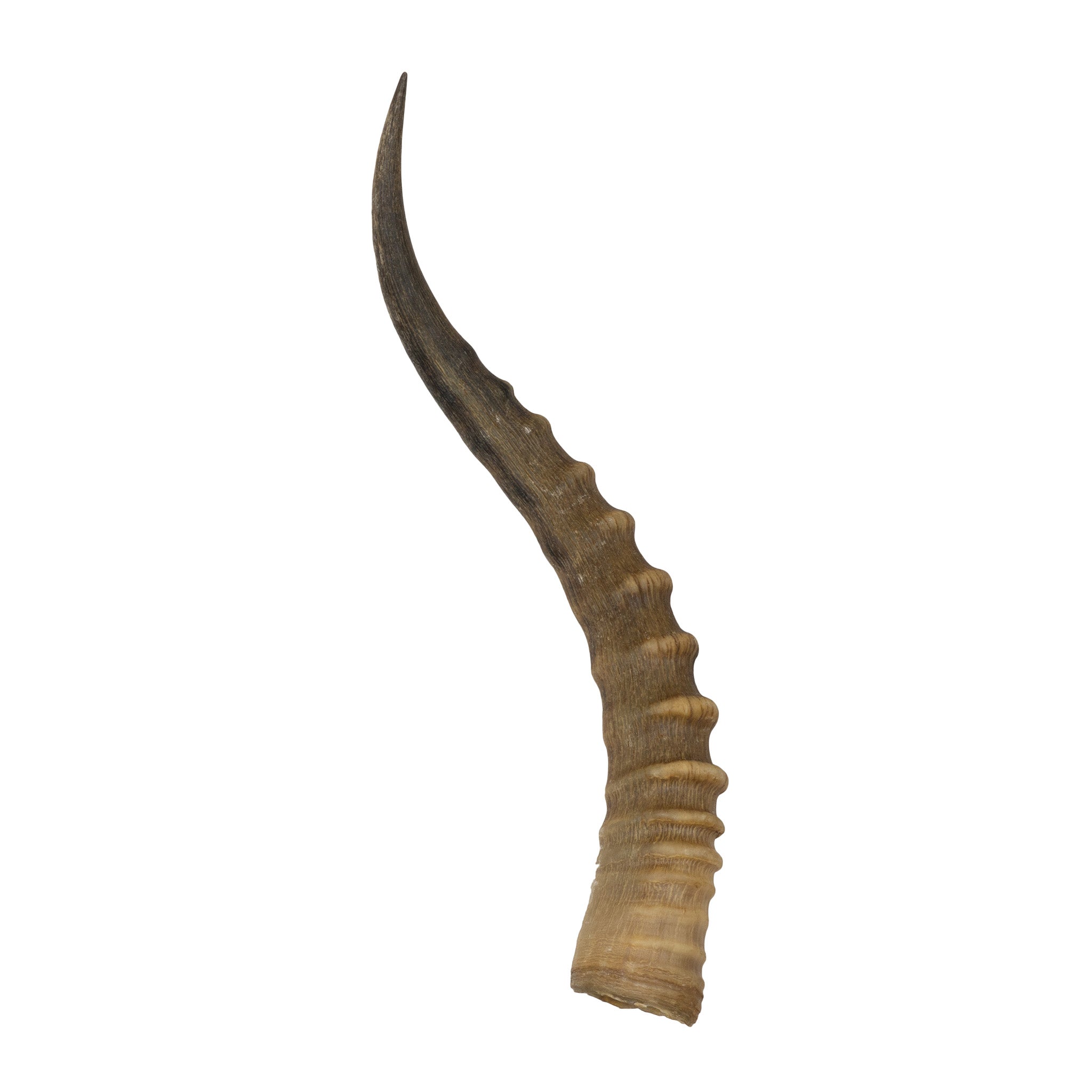 Real Blesbok Horn For Sale — Skulls Unlimited International, Inc.
