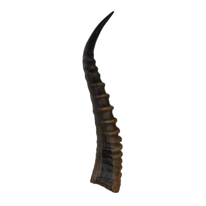 Real Blesbok Horn - Single