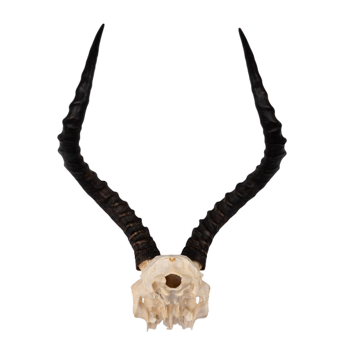 Real Impala Skull Plate