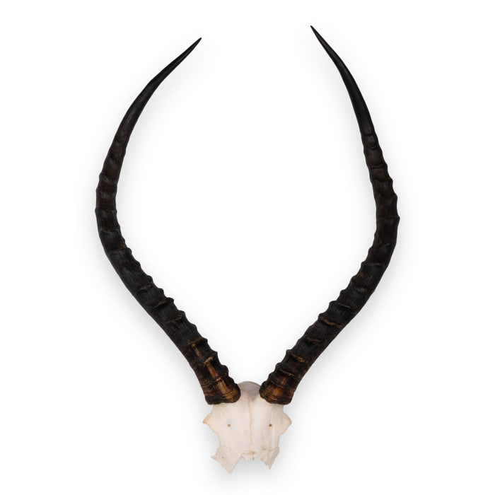 Real Impala Skull Plate
